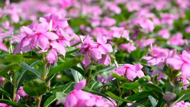 Catharanthus roseus are fluttering in the breeze.