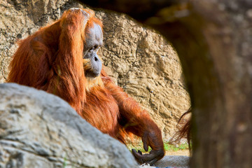 Meditating Orangutan