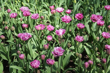 A wild purple tulip flowers in a grass. Colors flower natural background