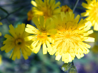 A wild dandelion flowers in a grass,. Colors flower natural background