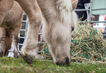 Fototapeta premium Horse. Head. Meadow. Eating. Grass. Pony