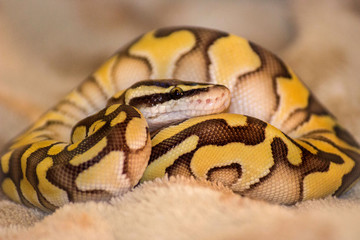  Yellow royal python cub
