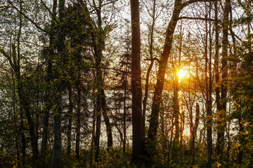 image of sunset over Valdai lake through tree branches