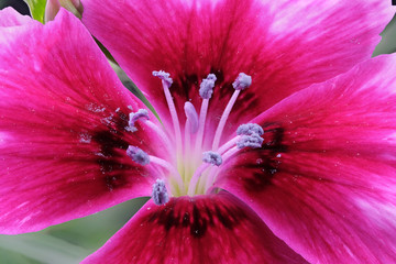 Obraz premium Blooming flower red carnations