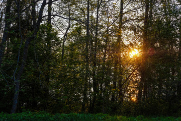 image of sunset over Valdai lake through tree branches