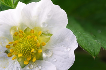 Blooming strawberry flower