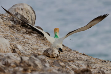 australasian gannet