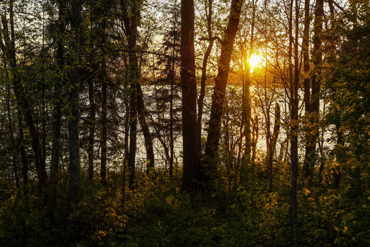 image of sunset over Valdai lake through tree branches