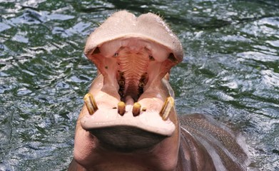 Hippo big mouth