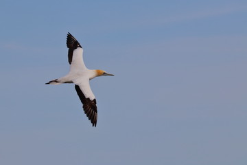 australasian gannet