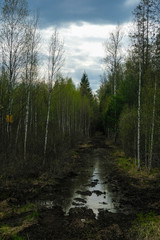 Obraz premium Wielka kałuża w wiosennym lesie