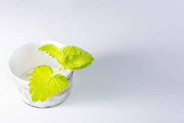 Mint leaves isolated on a on white table and bright background.