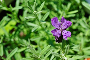 Fragrant purple French lavender flowers with a purple bow on top