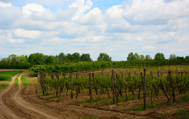 Fototapeta na wymiar vineyard in provence serbia