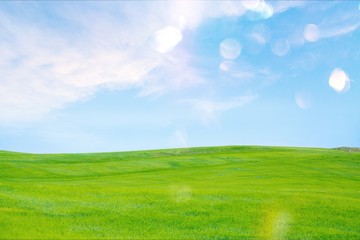 Fototapeta premium Field of green grass with white clouds
