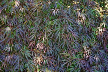 Red foliage of the weeping Laceleaf Japanese Maple tree (Acer palmatum)