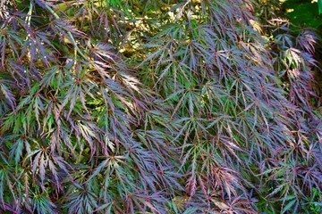 Red foliage of the weeping Laceleaf Japanese Maple tree (Acer palmatum)