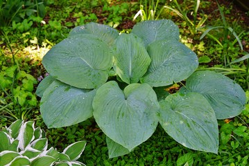 Obraz premium Border of green hosta plants in the shade garden