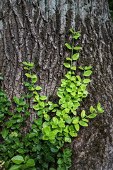 green ivy on the oak tree
