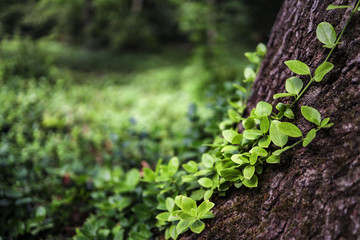 green ivy on the oak tree