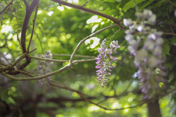 purple flowers in the garden