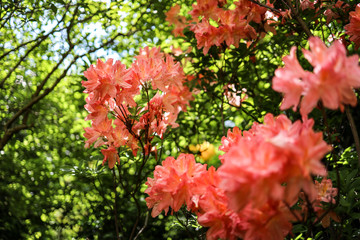 red flowers in the garden