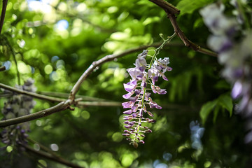 purple flowers in the garden