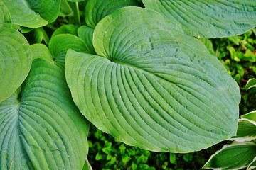 Obraz premium Border of green hosta plants in the shade garden