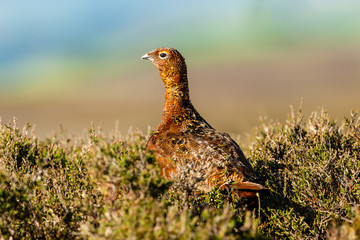 Red Grouse male (Lagopus lagopus) in natural moorland habitat.  Clean, blurred background.  Facing left.  Landscape, horizontal.  Space for copy.