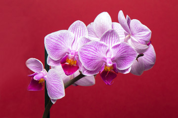 Fototapeta na wymiar Orchid Phalaenopsis isolated on red background