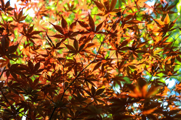 red and green leaves on tree