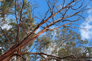 gum (?) trees in australia