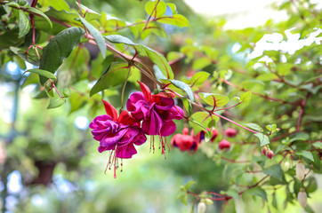pink flowers in garden