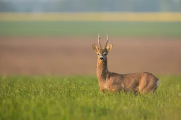 Foto auf Leinwand Roebuck - buck (Capreolus capreolus) Roe deer - goat © szczepank