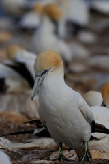 australasian gannet