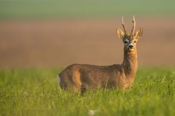  Roebuck - buck (Capreolus capreolus) Roe deer - goat © szczepank