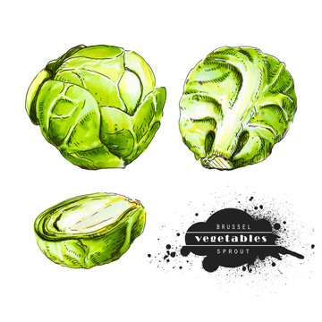 Brussels sprouts isolated on white background. Illustration of a raw vegetable sketch. Veggiery and healthy nutrition.