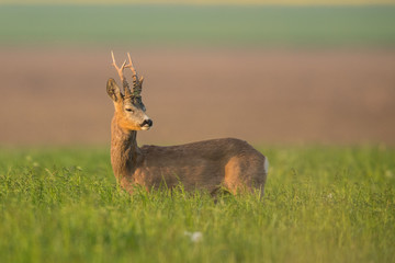 Roebuck - buck (Capreolus capreolus) Roe deer - goat