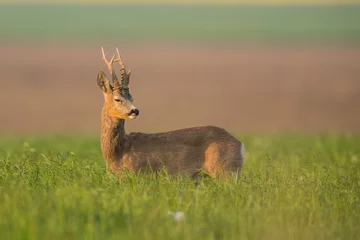 Plexiglas foto achterwand Roebuck - buck (Capreolus capreolus) Roe deer - goat © szczepank