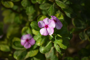 Obraz premium close up pink flower in home garden