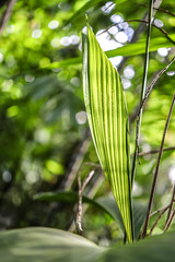 closeup of palm leave