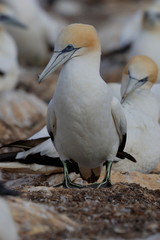 australasian gannet