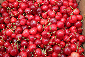 Close up of pile of ripe cherries with stalks. Large collection of fresh red cherries. Sweet organic red cherries. Cherry on a farmer market as background texture. Fruit cover photo. 