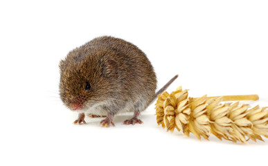 Mouse with an ear of wheat