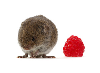 Mouse with raspberries