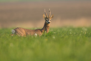 Roebuck - buck (Capreolus capreolus) Roe deer - goat