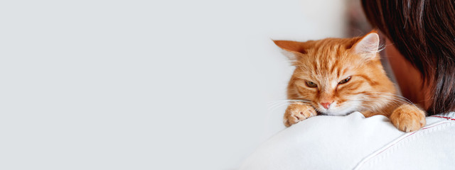 Cute ginger cat is peeping over the shoulder of it's owner. Fluffy pet is sitting on man's hands...