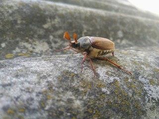 European brown Cockchafer beetle crawling up the slate, with wide tendrils
