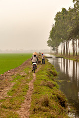 Rice farmers in the northern part of Vietnam