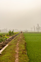 Rice farmers in the northern part of Vietnam